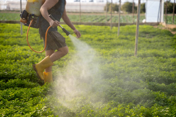 Best Ant Control Services  in Gurnee, IL
