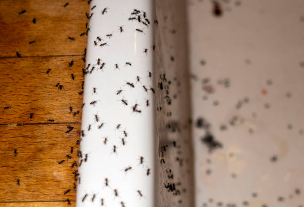 Best Insect Control  in Gurnee, IL