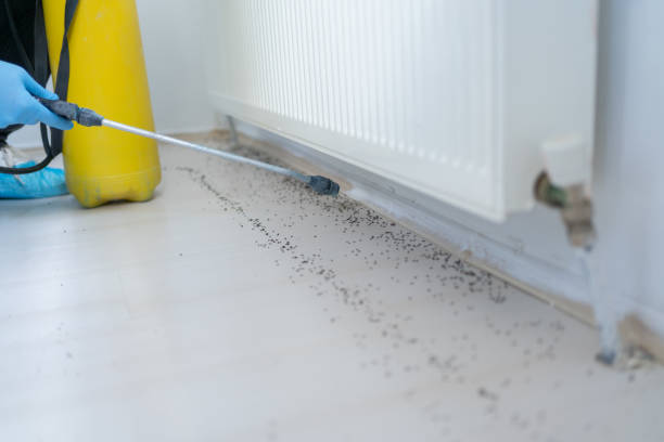 Best Termite Control Services  in Gurnee, IL